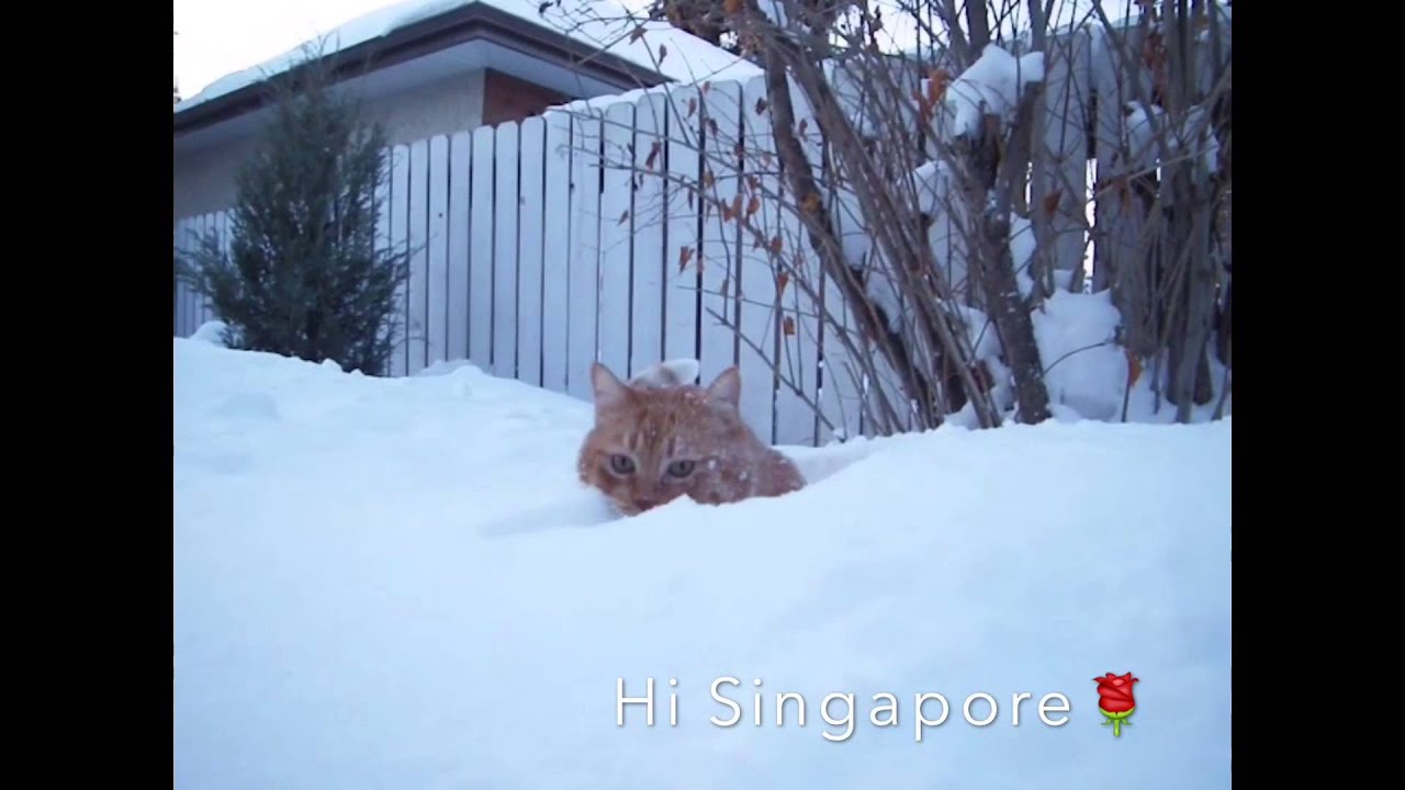 video phone beyonce mp3 SNOW ❄️CATS LIKE 🐾CANADA CATS😺🐱🐯