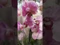 сортовые орхидеи по 800₽ Глобус