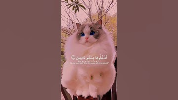 ﴿إِنَّ ٱلۡمُتَّقِینَ فِی جَنَّـٰتࣲ وَعُیُونٍ﴾ [سورة الحجر ] #هزاع_البلوشي #quran #ستوريات #قران_كريم