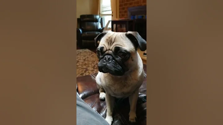 hungry pugs