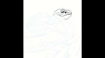Snake study sketch timelapse