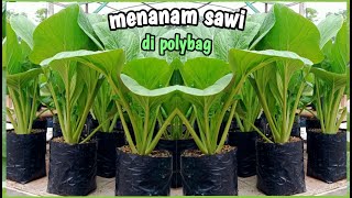 menanam sawi di polybag |semai sampai panen|