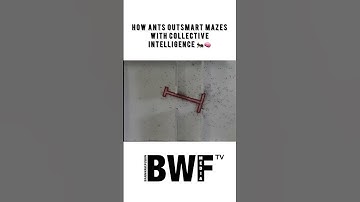 How Ants Outsmart Mazes with Collective Intelligence 🐜🧠