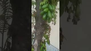 Ngintip Orang Main Di Pohon