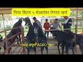 पिवर बिटल ५ शेळ्यांवर येणारा खर्च एकदा संपूर्ण VIDEO पहा | pure beetal 5 shelyancha kharch