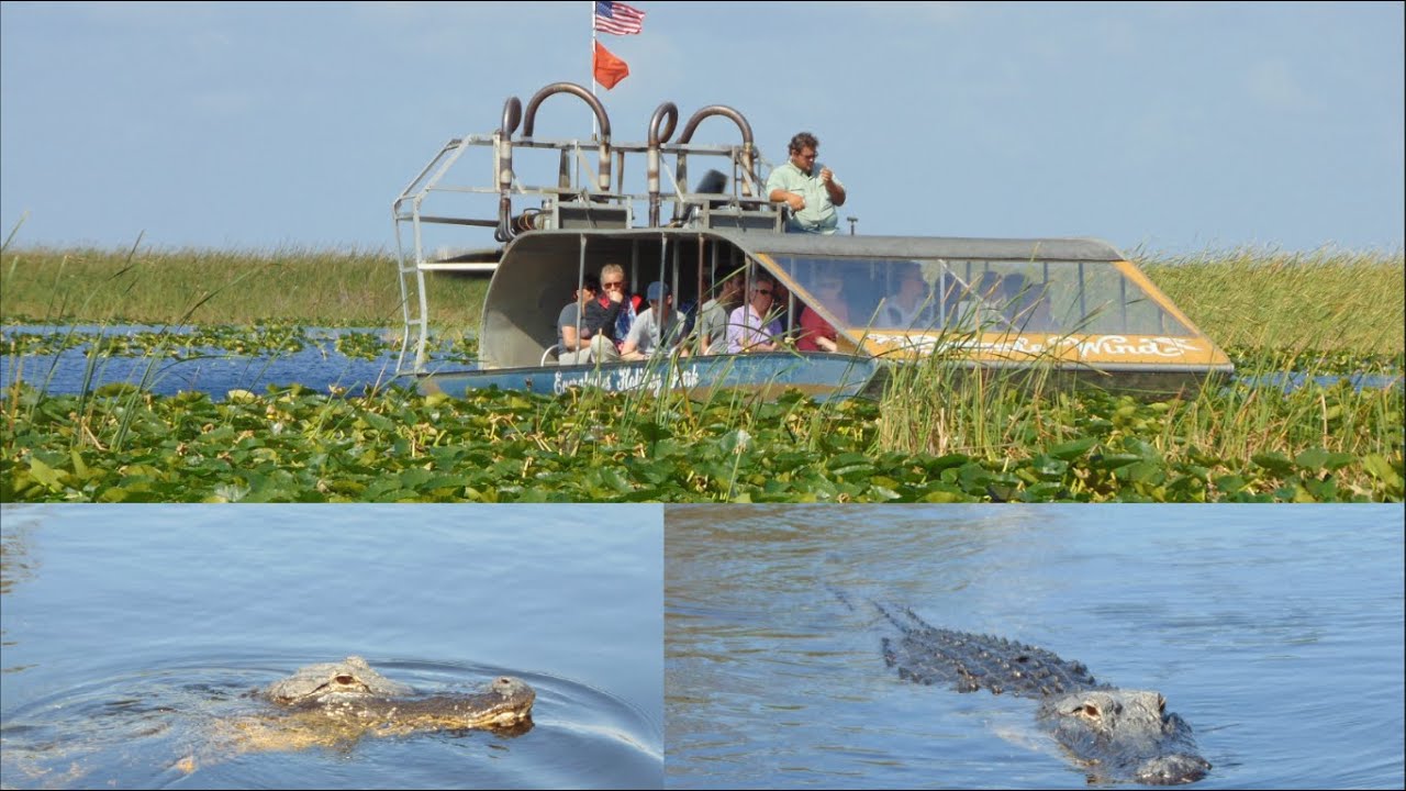 miami everglades alligator tour