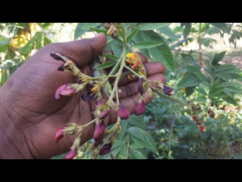 Video: Wadudu wa Majani ya Azalea: Mdudu wa Lace ya Azalea na Uharibifu wa Majani Wanaosababisha