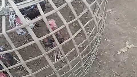 Saib kuv cov me nyuam qaib seb puas nyiam