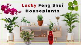 Choosing lucky Feng Shui houseplants and the recommended plant list