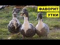 Разведение уток Фаворит как бизнес идея | Утка Голубой Фаворит