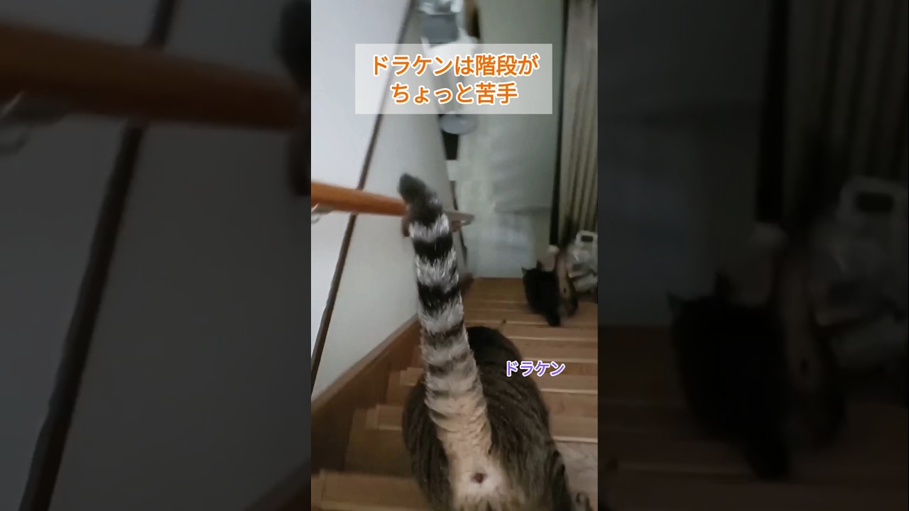 階段がへたくそな猫。#cat #ねこ#shorts