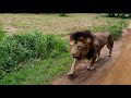 There are  african lions  in srilanka  ridiyagama safari park sam livera