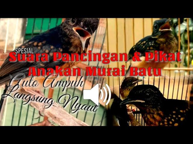 Suara Pancingan & Pikat Anakan Murai Batu Ampuh Sepesial Pilihan Para Kicau Mania class=