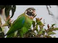 Loro cabeciparda. Algunas aves de Panamá