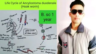 Life Cycle of Ancylostoma duodenale