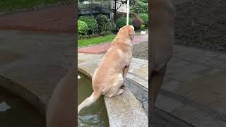 After Taking It To A Disco And Coming Back doggy Discodogthe Dog Has Become A Spiritth