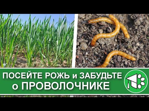 Если вы сеете рожь и овес как сидераты, посмотрите это видео. Проволочник: как с ним бороться