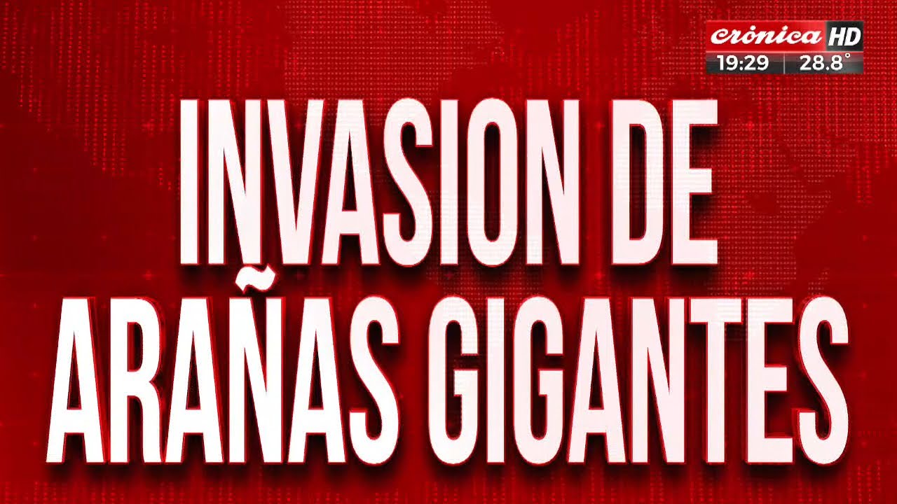Pánico por invasión de arañas gigantes en Pinamar