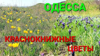 Уникальные тюльпаны. Красная книга Украины. Куяльник лиман. Ильинка. Мускари. Ирисы. Туризм #зоотроп