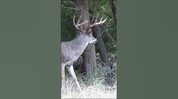 Heart Shot MONSTER Kansas Buck With A Bow!! #shorts