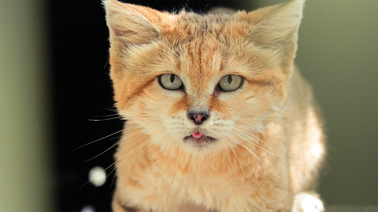 FAQ Friday: What Happens After The Cats Pass Away? - YouTube