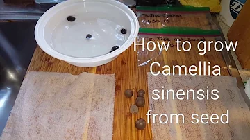 Come coltivare la Camellia sinensis?