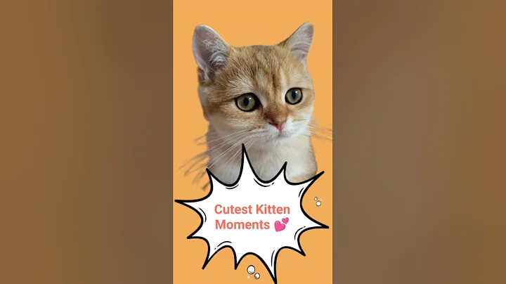 Video 10531791: british shorthair golden kitten, cutest british shorthair kitten, lovely british shorthair kitten, british shorthair kittens playing, cute british shorthair kitten, cat