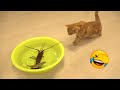 😺 Now there&#39;s a new dish 🐶 Funniest Animal Videos Of The Week | Funny cats and kittens! 😸