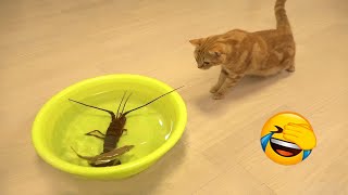 😺 Now there's a new dish 🐶 Funniest Animal Videos Of The Week | Funny cats and kittens! 😸 by Life Funny Pets 1,255 views 2 months ago 32 minutes