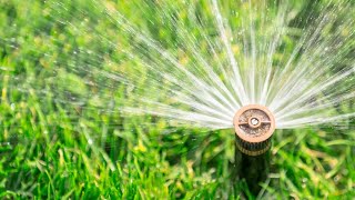 Why should you water your lawn in the morning?