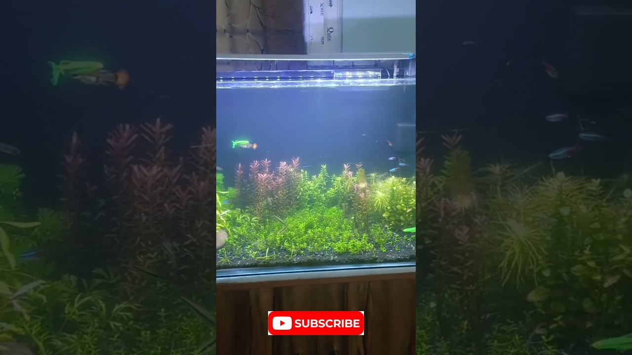 New year Fish Tank Transformation🔥🔥🔥