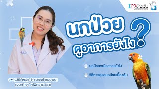 นกป่วยต้องดูยังไง? พร้อมวิธีการดูแลนกป่วยเบื้องต้น