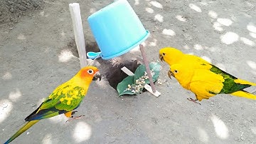 Building Easy Parrot Trap but its Work 100% By Smart Boy