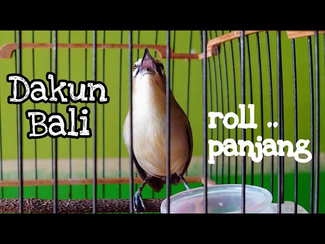 PLECI DAKBAL ROLL PANJANG class=