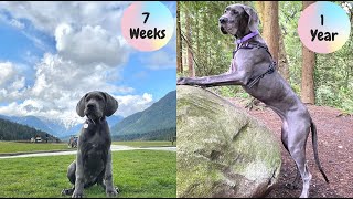 Great Dane dog growing Up - Great Dane Growth | Great Dane Compilation