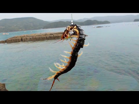 【絶叫】黒鯛が釣れた海に巨大ムカデを投下したら、まさかの結末が！？【釣りよか×いろはコラボ】