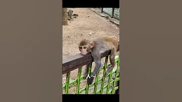 Listen To My Advice Nanwan Monkey Island Daidai Island Is Transformed By The Monkeys In Lingshui 