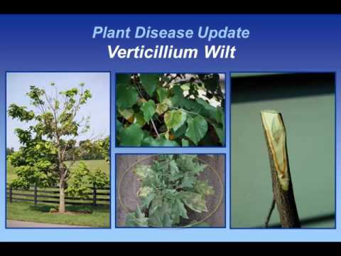 ቪዲዮ: Crysanthemum Verticillium Disease - እናቶችን በVerticillium ዊልት ማከም