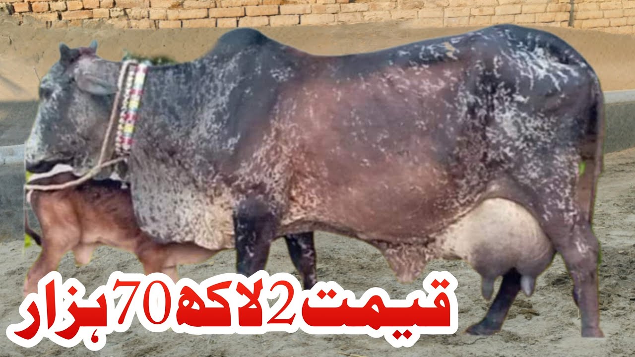 Cholstani Friesen Rohii Cross Cow For Sale In Pakistan 03001921999 Geo Animal TV 5 December 2025