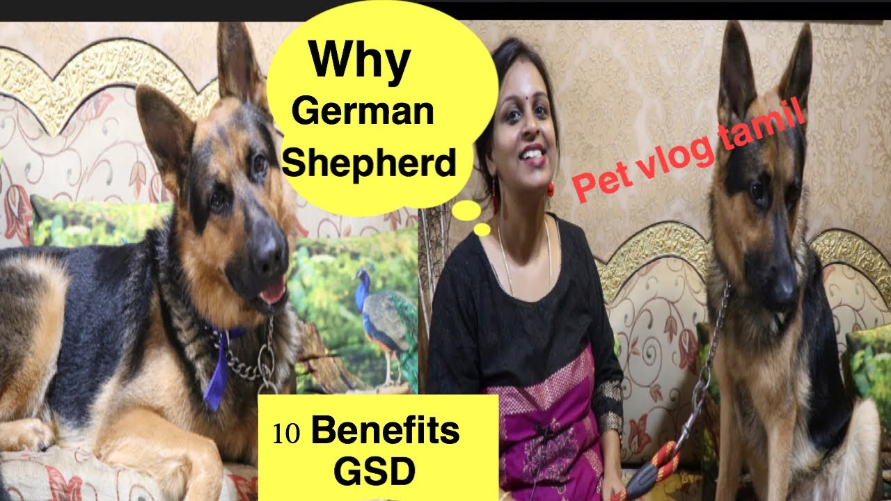 10 Benefits Of German Shepherd In Tamil pet Tamil Vlog Benefits Of 10 Benefits Of German Shepherd In Tamil pet Tamil Vlog Benefits Of