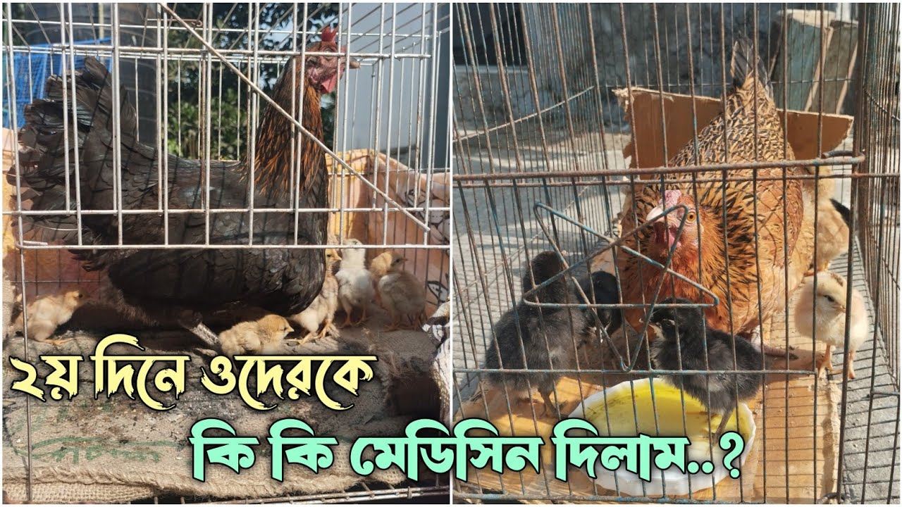 ২য় দিনে আজকে ওদেরকে কি কি মেডিসিন দিলাম..? 🐣🐤 