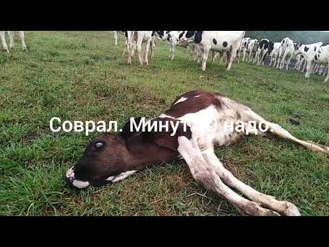 Видео: Лошадиные колики и черви