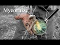 Mycorhize: La symbiose plante-champignon