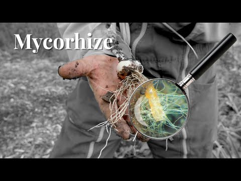 Vidéo: Comment les plantes bénéficient-elles des associations symbiotiques avec les champignons ?