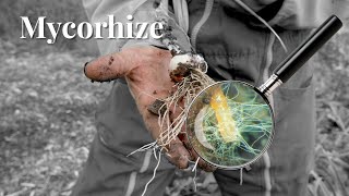 Mycorhize: La symbiose plante-champignon