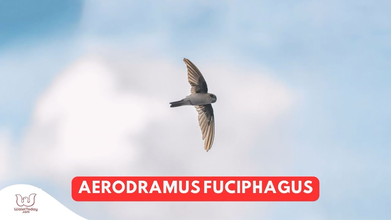 Mengenal Burung Walet Yuk!