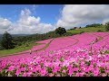 真っピンクのお花畑「桃色吐息(ペチュニア)」 2019年