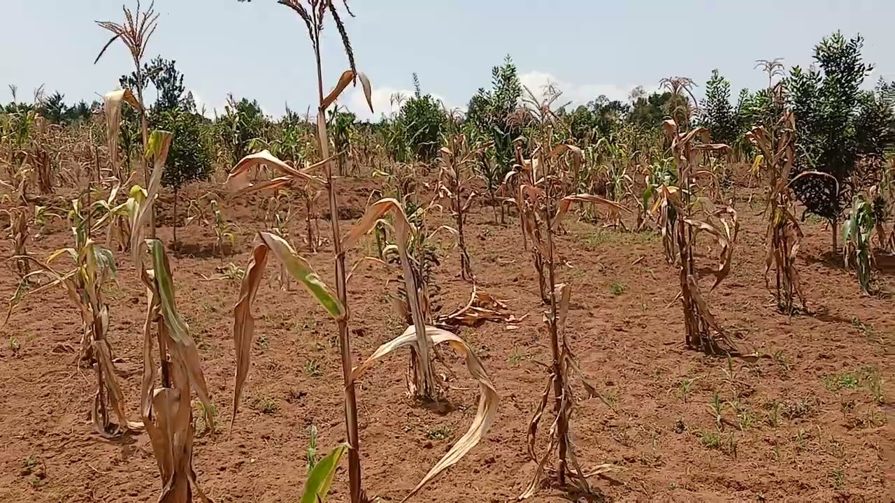 ISAMBU NINI IGURISHWA MUKARERE KA BUGESERA UMURENGE NGERUKA UBUSO 14000  TL 0788866655