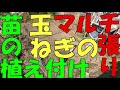【家庭菜園】玉ねぎのマルチ張りから苗の植え付け 2021 秋【玉ねぎ】【育て方】【植え付け】【マルチ】