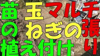 【家庭菜園】玉ねぎのマルチ張りから苗の植え付け 2021 秋【玉ねぎ】【育て方】【植え付け】【マルチ】